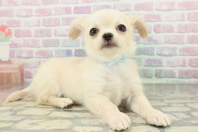 埼玉県のチワワ(ロング) (Coo&RIKU岩槻店/2025年12月22日生まれ/男の子/クリームホワイト)の子犬の3枚目の画像