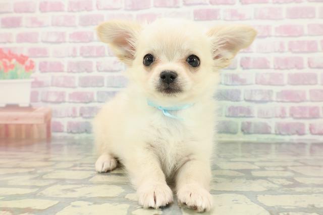 埼玉県のチワワ(ロング) (Coo&RIKU草加バイパス店/2025年12月22日生まれ/男の子/クリーム)の子犬の1枚目の画像