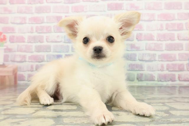 埼玉県のチワワ(ロング) (Coo&RIKU草加バイパス店/2025年12月22日生まれ/男の子/クリーム)の子犬の3枚目の画像