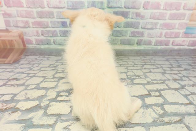 埼玉県のチワワ(ロング) (Coo&RIKU草加バイパス店/2025年12月22日生まれ/男の子/クリーム)の子犬の4枚目の画像