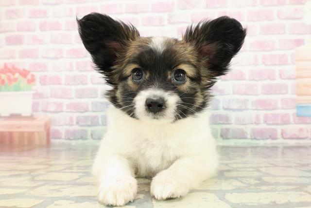 埼玉県のパピヨン (Coo&RIKUアニマルケアセンター大宮/2025年12月24日生まれ/女の子/トライカラー)の子犬の1枚目の画像