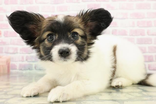 埼玉県のパピヨン (Coo&RIKUアニマルケアセンター大宮/2025年12月24日生まれ/女の子/トライカラー)の子犬の2枚目の画像