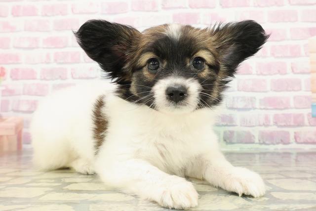 埼玉県のパピヨン (Coo&RIKUアニマルケアセンター大宮/2025年12月24日生まれ/女の子/トライカラー)の子犬の3枚目の画像