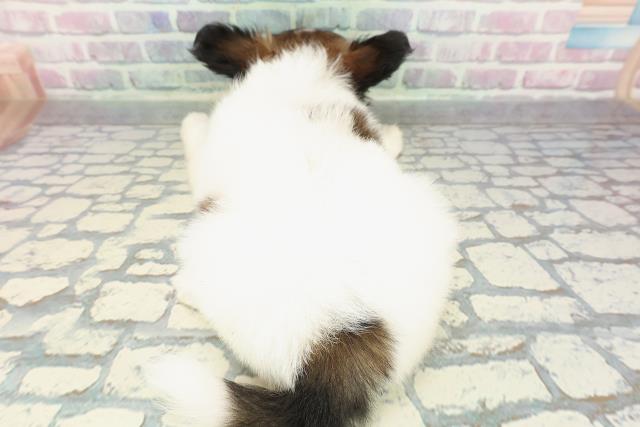 埼玉県のパピヨン (Coo&RIKUアニマルケアセンター大宮/2025年12月24日生まれ/女の子/トライカラー)の子犬の4枚目の画像