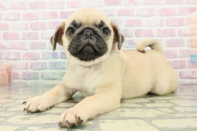 東京都のパグ (Coo&RIKU八王子西店/2025年12月25日生まれ/男の子/フォーン)の子犬の2枚目の画像