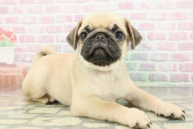 東京都のパグ (Coo&RIKU八王子西店/2025年12月25日生まれ/男の子/フォーン)の子犬の3枚目の画像