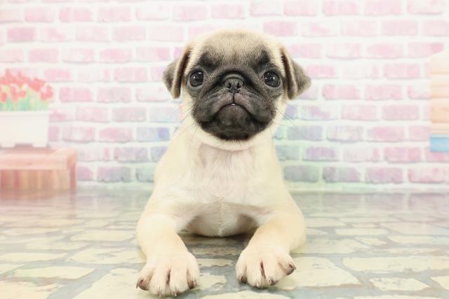 東京都のパグ (Coo&RIKU江戸川店/2025年12月25日生まれ/女の子/フォーン)の子犬の1枚目の画像