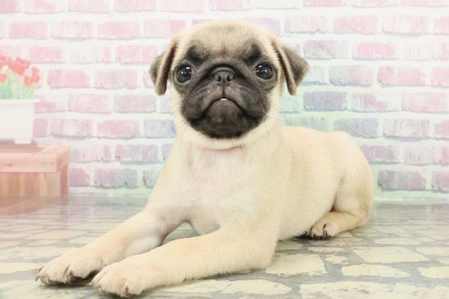 東京都のパグ (Coo&RIKU江戸川店/2025年12月25日生まれ/女の子/フォーン)の子犬の2枚目の画像