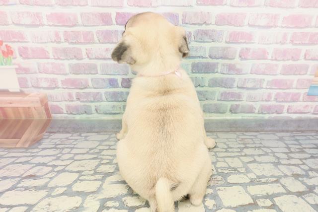 東京都のパグ (Coo&RIKU江戸川店/2025年12月25日生まれ/女の子/フォーン)の子犬の4枚目の画像