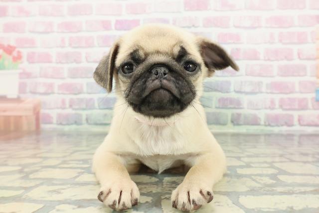 千葉県のパグ (Coo&RIKU若葉都賀店/2025年12月25日生まれ/女の子/フォーン)の子犬の1枚目の画像