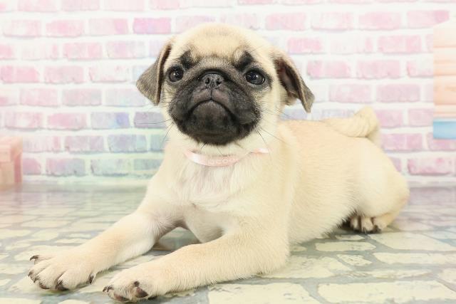 千葉県のパグ (Coo&RIKU若葉都賀店/2025年12月25日生まれ/女の子/フォーン)の子犬の2枚目の画像