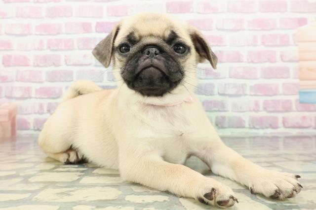 千葉県のパグ (Coo&RIKU若葉都賀店/2025年12月25日生まれ/女の子/フォーン)の子犬の3枚目の画像