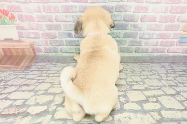 千葉県のパグ (Coo&RIKU若葉都賀店/2025年12月25日生まれ/女の子/フォーン)の子犬の4枚目の画像