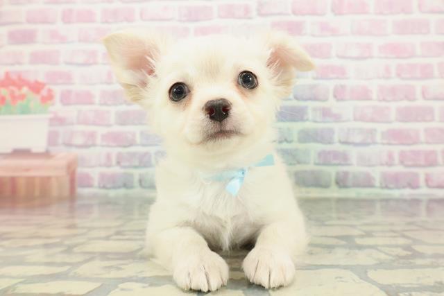 神奈川県のチワワ(ロング) (Coo&RIKU横浜青葉店/2025年12月28日生まれ/男の子/クリーム)の子犬の1枚目の画像