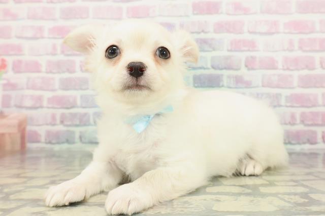 神奈川県のチワワ(ロング) (Coo&RIKU横浜青葉店/2025年12月28日生まれ/男の子/クリーム)の子犬の2枚目の画像