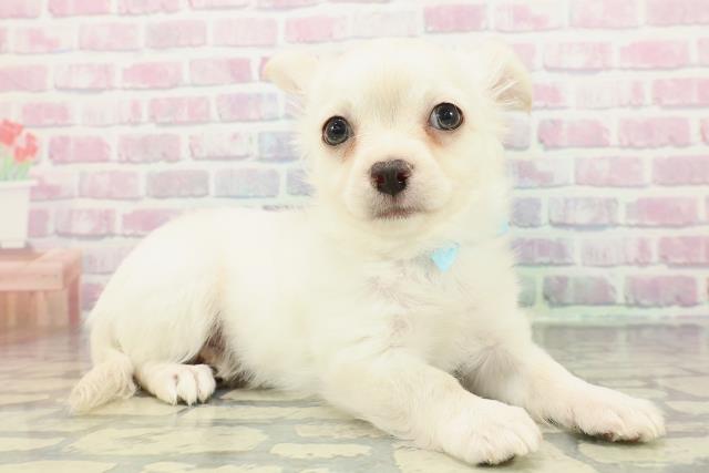 神奈川県のチワワ(ロング) (Coo&RIKU横浜青葉店/2025年12月28日生まれ/男の子/クリーム)の子犬の3枚目の画像