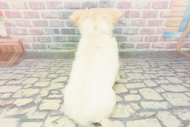 神奈川県のチワワ(ロング) (Coo&RIKU横浜青葉店/2025年12月28日生まれ/男の子/クリーム)の子犬の4枚目の画像