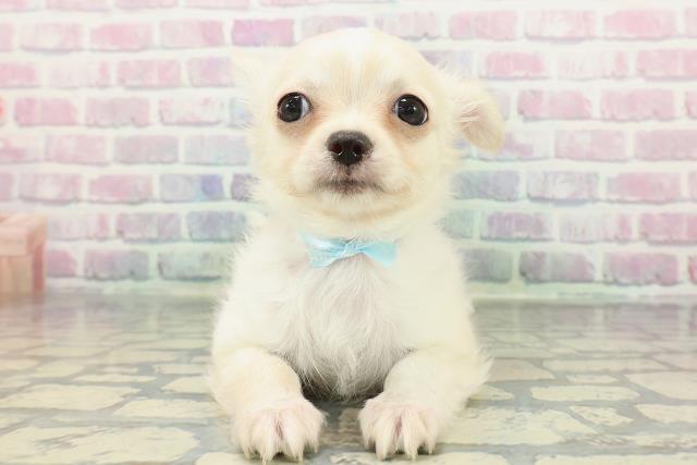 栃木県のチワワ(ロング) (Coo&RIKU足利店/2025年12月28日生まれ/男の子/クリーム)の子犬の1枚目の画像