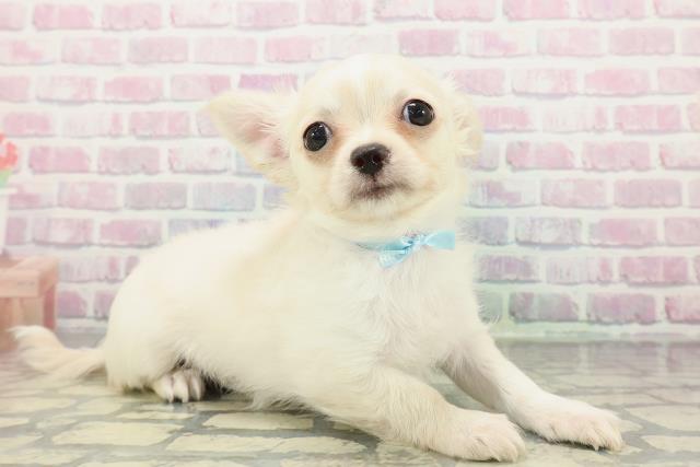 栃木県のチワワ(ロング) (Coo&RIKU足利店/2025年12月28日生まれ/男の子/クリーム)の子犬の3枚目の画像