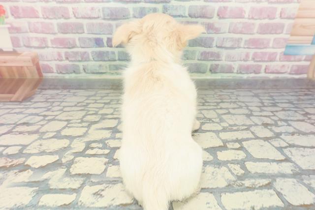 栃木県のチワワ(ロング) (Coo&RIKU足利店/2025年12月28日生まれ/男の子/クリーム)の子犬の4枚目の画像