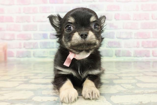 群馬県のチワワ(ロング) (Coo&RIKUDCM館林店/2025年12月28日生まれ/女の子/ブラックホワイト)の子犬の1枚目の画像