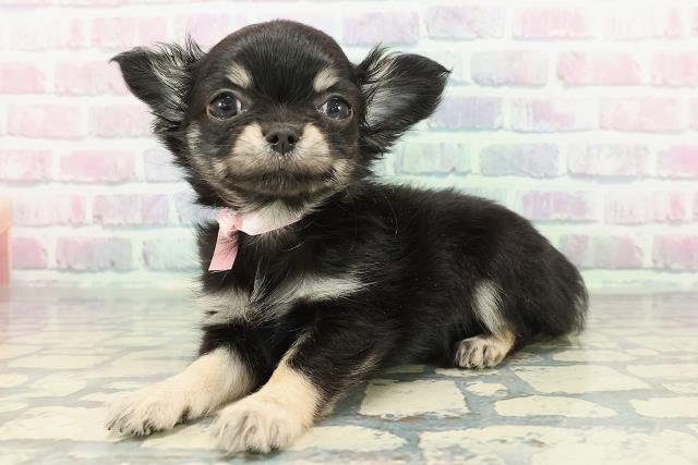 群馬県のチワワ(ロング) (Coo&RIKUDCM館林店/2025年12月28日生まれ/女の子/ブラックホワイト)の子犬の2枚目の画像