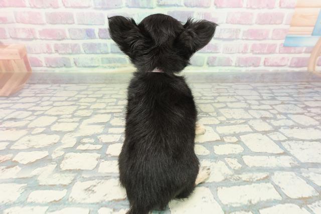 群馬県のチワワ(ロング) (Coo&RIKUDCM館林店/2025年12月28日生まれ/女の子/ブラックホワイト)の子犬の4枚目の画像