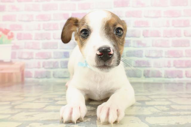 ジャックラッセルテリア