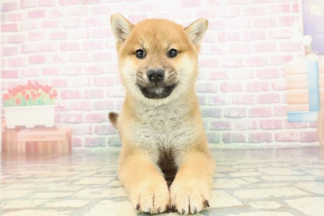 栃木県の柴犬(標準サイズ) (Coo&RIKU小山店/2025年12月25日生まれ/男の子/赤)の子犬の1枚目の画像