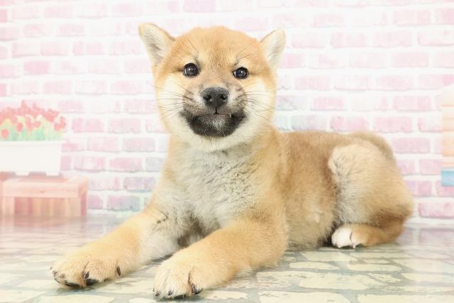 栃木県の柴犬(標準サイズ) (Coo&RIKU小山店/2025年12月25日生まれ/男の子/赤)の子犬の2枚目の画像