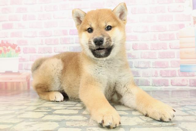 栃木県の柴犬(標準サイズ) (Coo&RIKU小山店/2025年12月25日生まれ/男の子/赤)の子犬の3枚目の画像