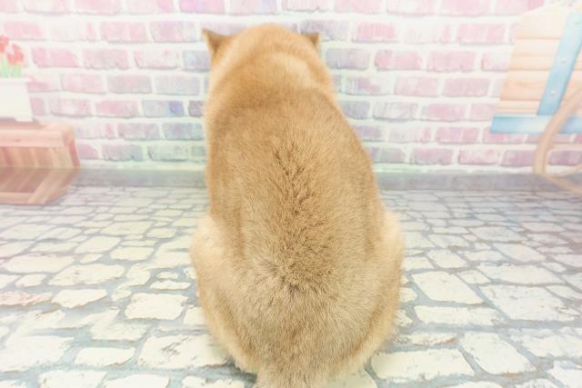 栃木県の柴犬(標準サイズ) (Coo&RIKU小山店/2025年12月25日生まれ/男の子/赤)の子犬の4枚目の画像