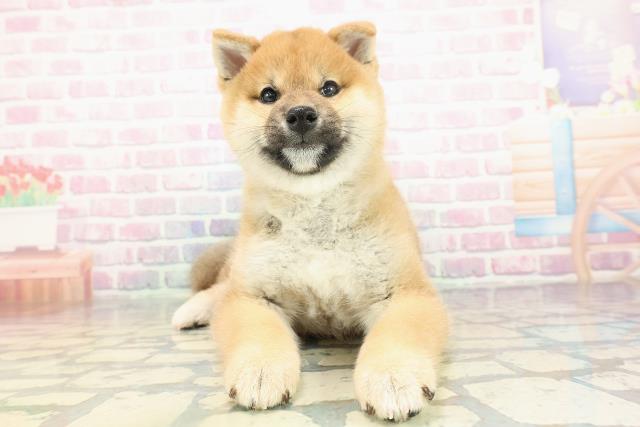 東京都の柴犬(標準サイズ) (Coo&RIKU足立本店/2025年12月25日生まれ/男の子/赤)の子犬の1枚目の画像