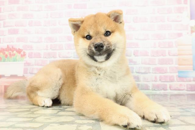 東京都の柴犬(標準サイズ) (Coo&RIKU足立本店/2025年12月25日生まれ/男の子/赤)の子犬の3枚目の画像