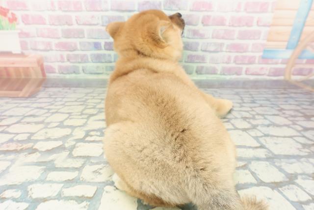 東京都の柴犬(標準サイズ) (Coo&RIKU足立本店/2025年12月25日生まれ/男の子/赤)の子犬の4枚目の画像