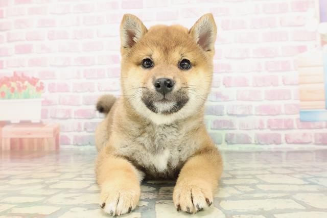 北海道の柴犬(標準サイズ) (Coo&RIKU函館店/2025年12月25日生まれ/女の子/赤)の子犬の1枚目の画像