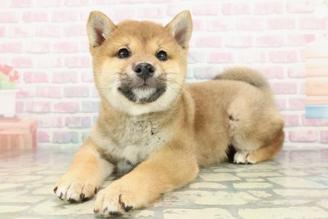 北海道の柴犬(標準サイズ) (Coo&RIKU函館店/2025年12月25日生まれ/女の子/赤)の子犬の2枚目の画像