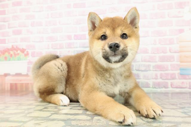 北海道の柴犬(標準サイズ) (Coo&RIKU函館店/2025年12月25日生まれ/女の子/赤)の子犬の3枚目の画像