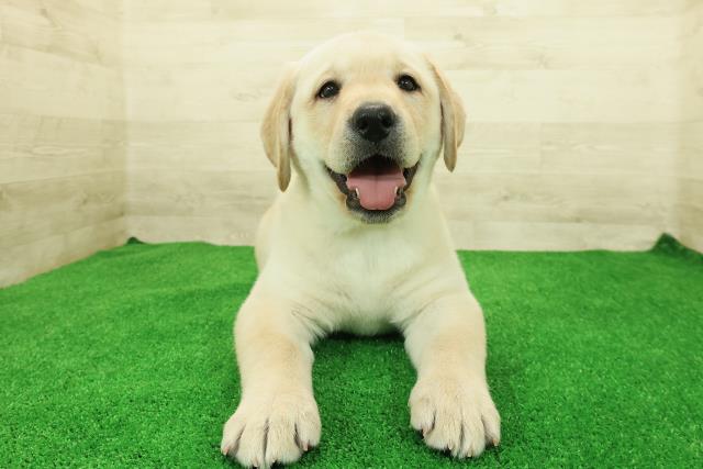 東京都のラブラドールレトリーバー (Coo&RIKU江戸川店/2025年12月26日生まれ/女の子/イエロー)の子犬の1枚目の画像