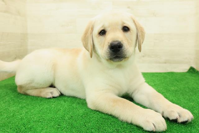 東京都のラブラドールレトリーバー (Coo&RIKU江戸川店/2025年12月26日生まれ/女の子/イエロー)の子犬の3枚目の画像