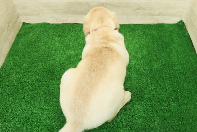 東京都のラブラドールレトリーバー (Coo&RIKU江戸川店/2025年12月26日生まれ/女の子/イエロー)の子犬の4枚目の画像