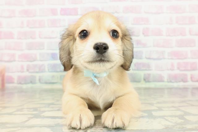 栃木県のチワックス(チワワ×ダックス) (Coo&RIKU小山店/2025年12月26日生まれ/男の子/シェーデットイエロー)の子犬の1枚目の画像