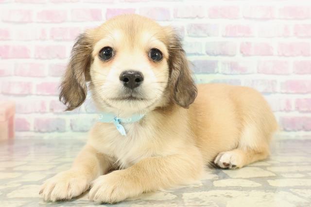 栃木県のチワックス(チワワ×ダックス) (Coo&RIKU小山店/2025年12月26日生まれ/男の子/シェーデットイエロー)の子犬の2枚目の画像