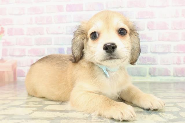 栃木県のチワックス(チワワ×ダックス) (Coo&RIKU小山店/2025年12月26日生まれ/男の子/シェーデットイエロー)の子犬の3枚目の画像