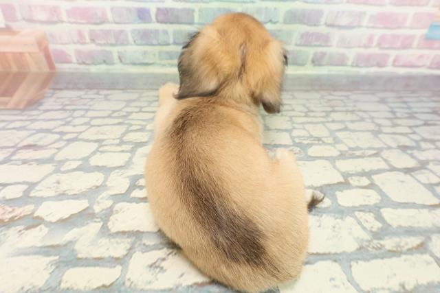 栃木県のチワックス(チワワ×ダックス) (Coo&RIKU小山店/2025年12月26日生まれ/男の子/シェーデットイエロー)の子犬の4枚目の画像