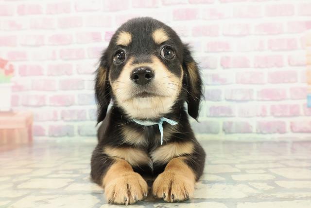 栃木県のチワックス(チワワ×ダックス) (Coo&RIKUFKDインターパーク店/2025年12月26日生まれ/男の子/ブラックタン)の子犬の1枚目の画像