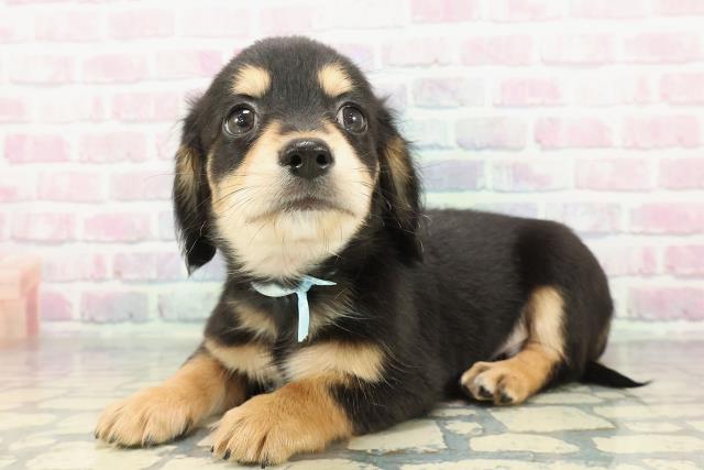 栃木県のチワックス(チワワ×ダックス) (Coo&RIKUFKDインターパーク店/2025年12月26日生まれ/男の子/ブラックタン)の子犬の2枚目の画像