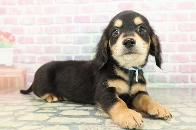 栃木県のチワックス(チワワ×ダックス) (Coo&RIKUFKDインターパーク店/2025年12月26日生まれ/男の子/ブラックタン)の子犬の3枚目の画像