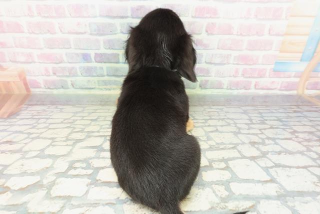 栃木県のチワックス(チワワ×ダックス) (Coo&RIKUFKDインターパーク店/2025年12月26日生まれ/男の子/ブラックタン)の子犬の4枚目の画像