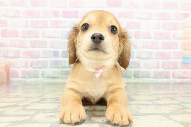 東京都のチワックス(チワワ×ダックス) (Coo&RIKU江戸川店/2025年12月26日生まれ/女の子/レッド)の子犬の1枚目の画像